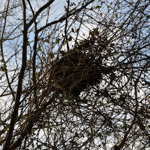 nest